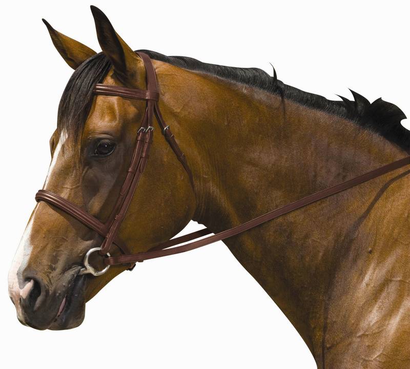 Kincade Padded Plain Raised Bridle