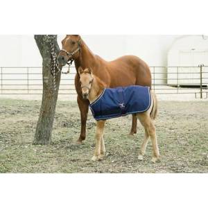 Kensington All Around Adjustable Foal Medium Weight Blanket