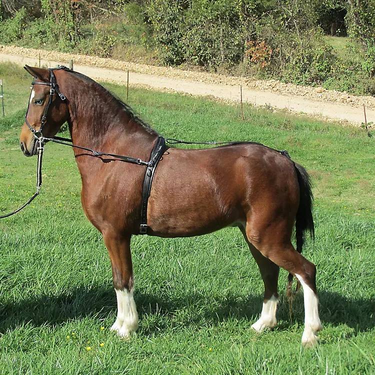 Axeville Leather Bitting