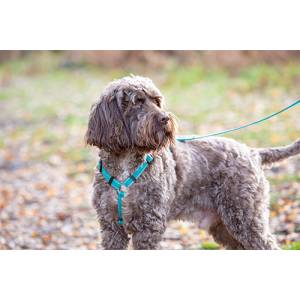 Shires Digby & Fox Webbing Dog Harness - Blue - Medium