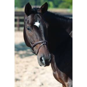 Lami-Cell Flash Noseband with Buckles - Cob - Chestnut