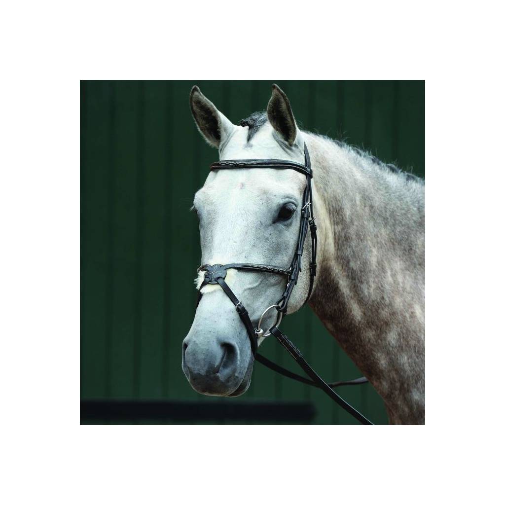 Collegiate Essential Padded Raised Fancy Stitched Figure 8 Bridle