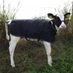 WeatherBeeta Cattle Dewormers & Livestock Health