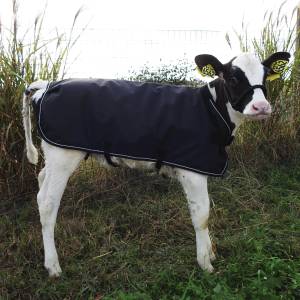 Weatherbeeta Calf Coat