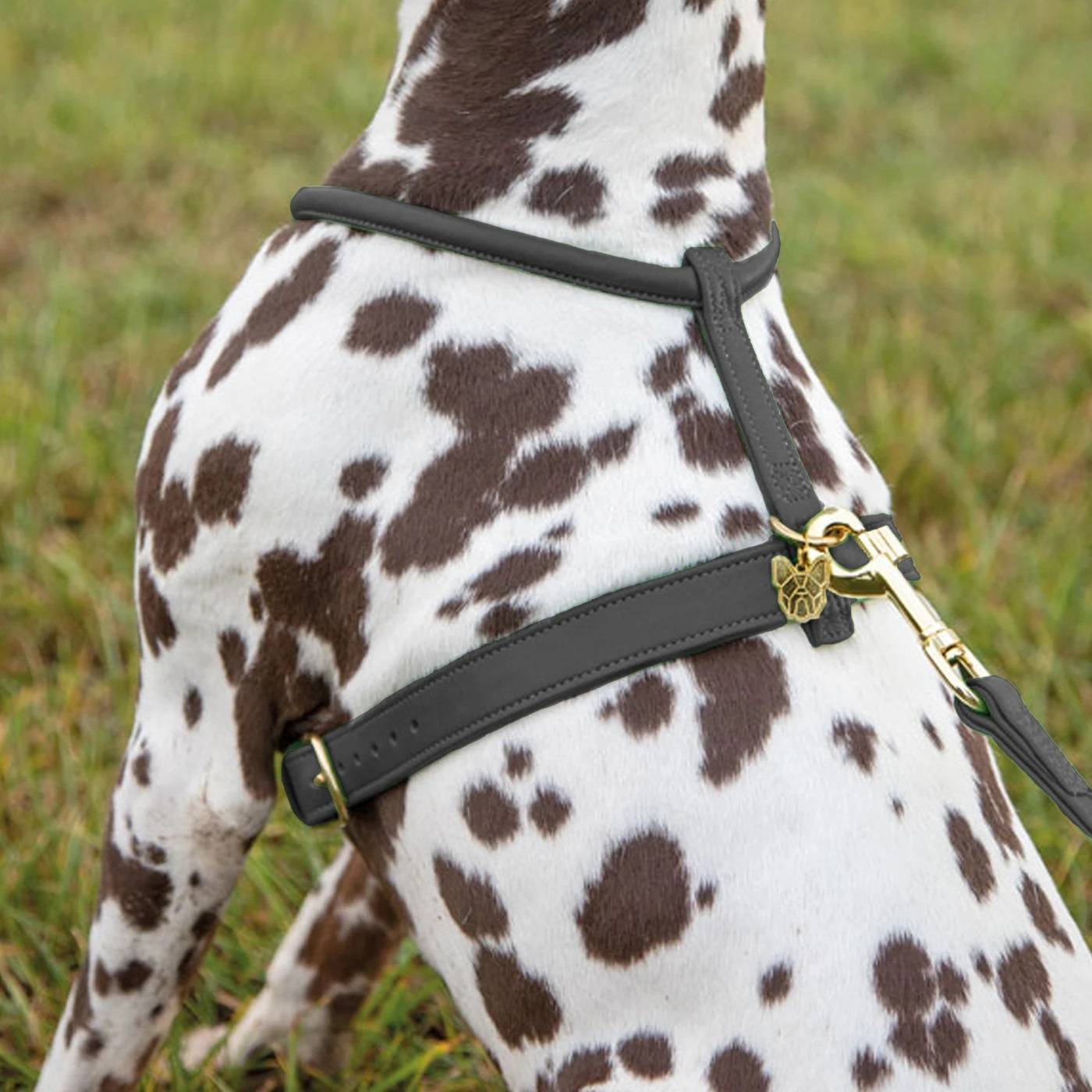 Digby and fox rolled leather clearance dog collar