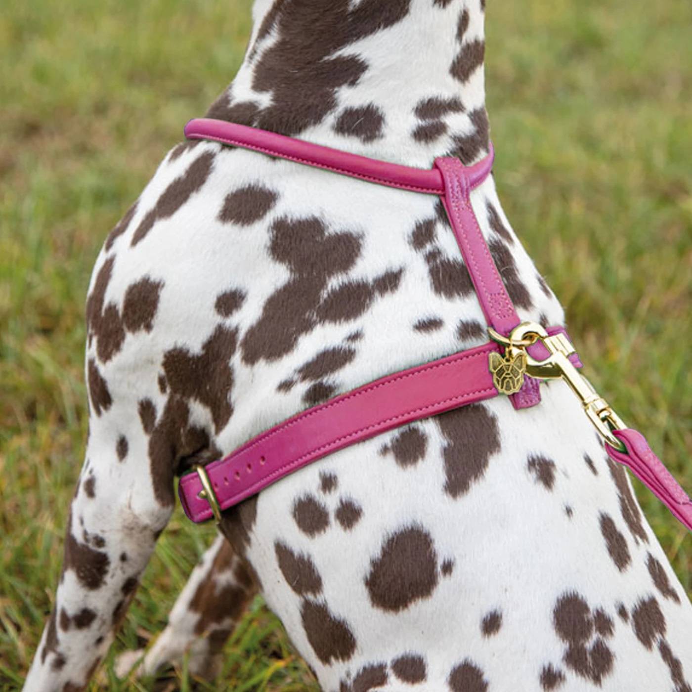 Rolled leather clearance dog harness