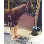 Jacks Horse Therapy