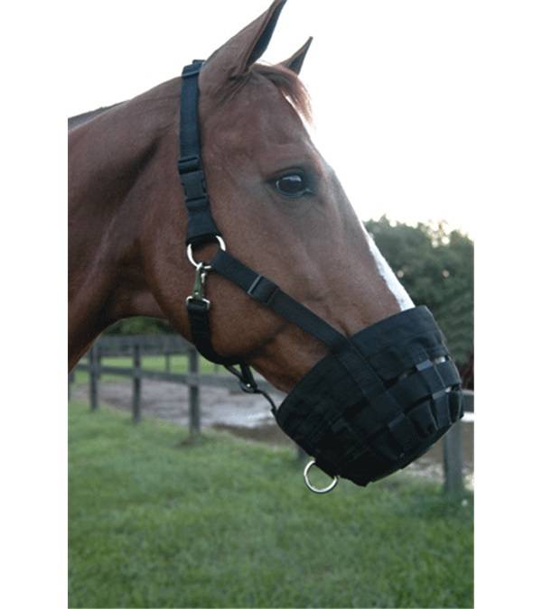 Jacks Web Muzzle