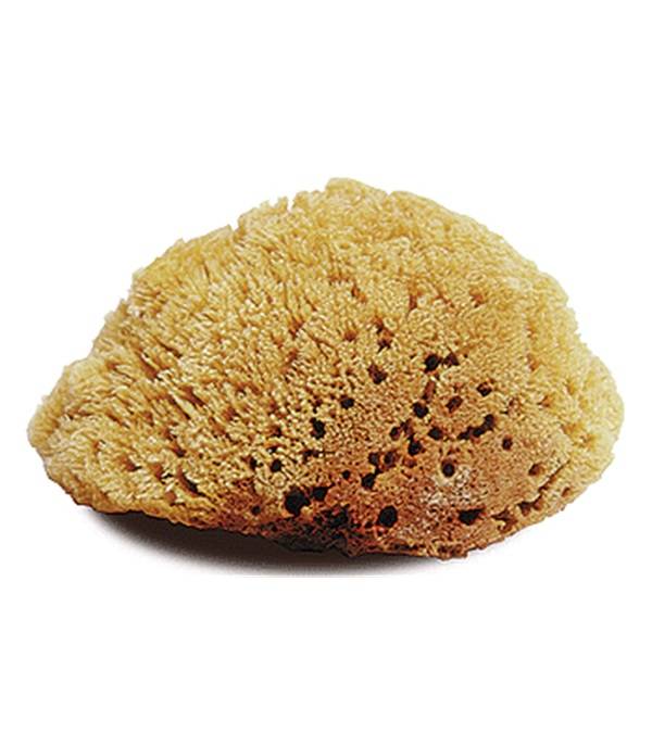 Jacks Natural Large Body Sponge