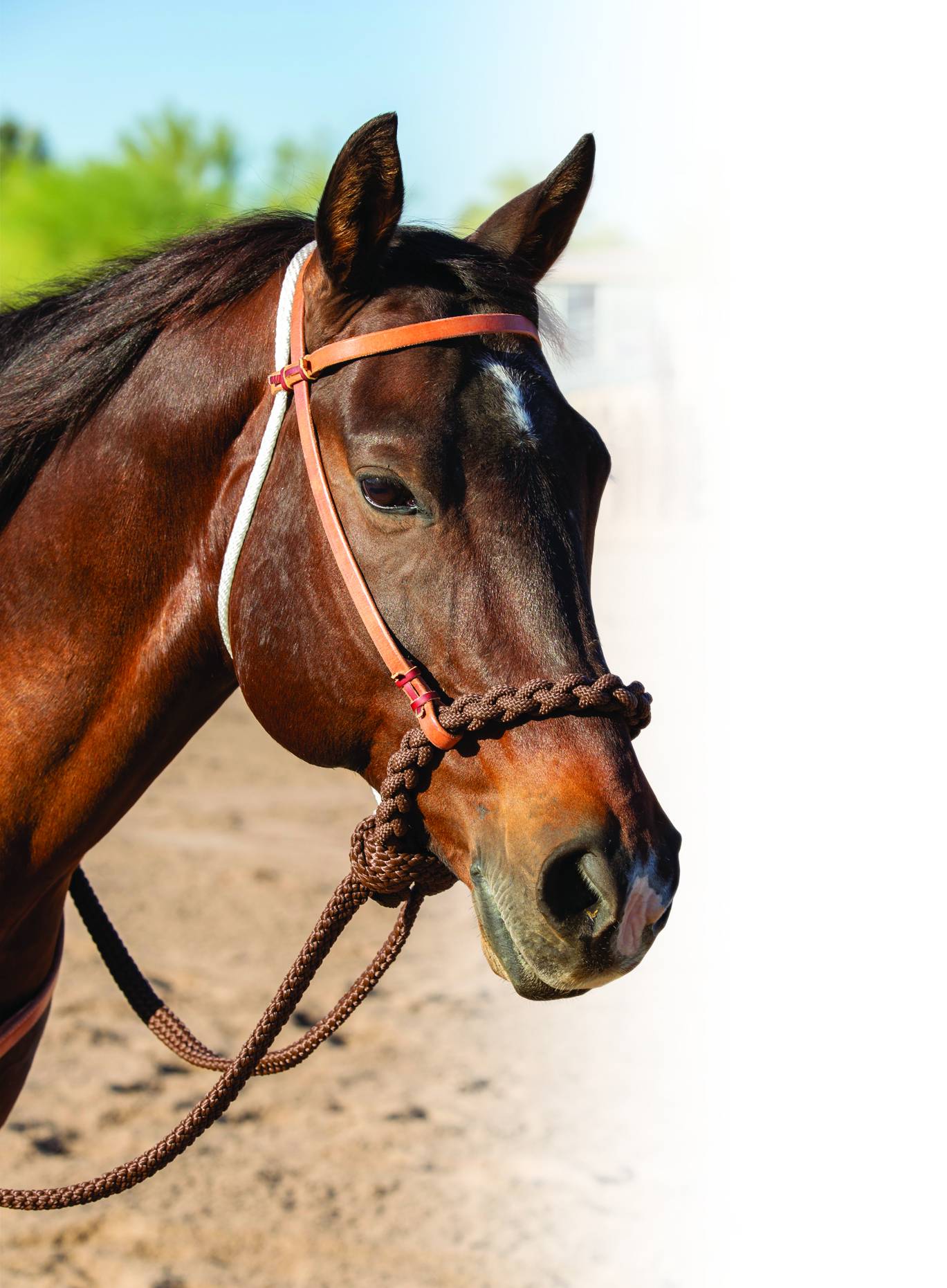 8168HL Professionals Choice Loping Hackamore sku 8168HL