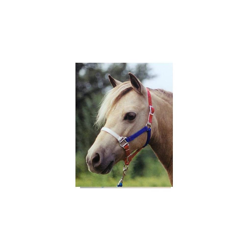 Ozark Mini/Pony Nylon USA Halter 5/8 Inch