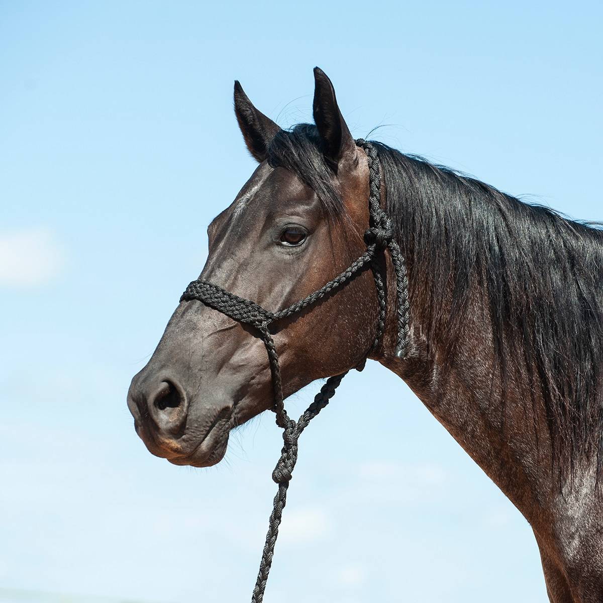 Cashel Flat Braid Halter with 9 Ft Lead