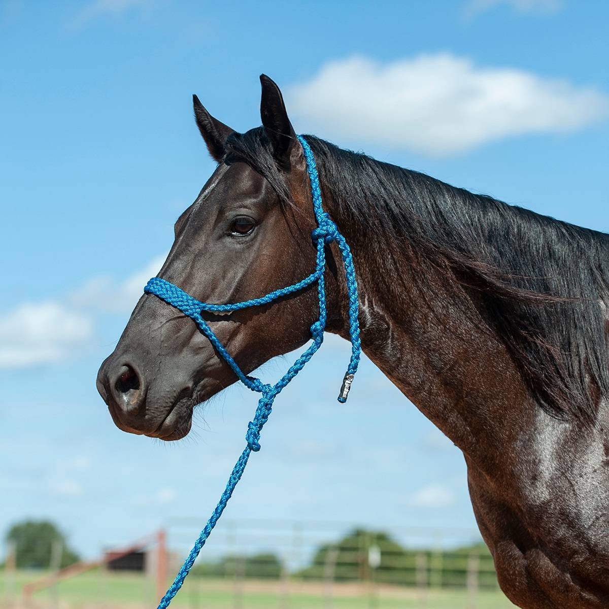 Cashel Flat Braid Halter with 9 Ft Lead