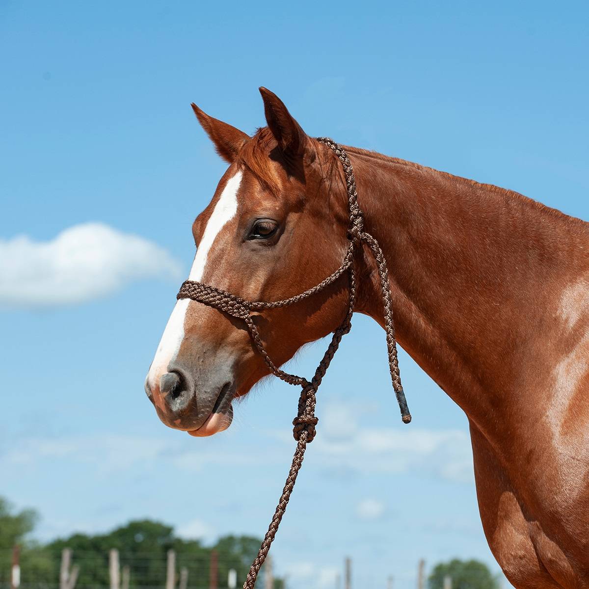 Cashel Flat Braid Halter with 9 Ft Lead