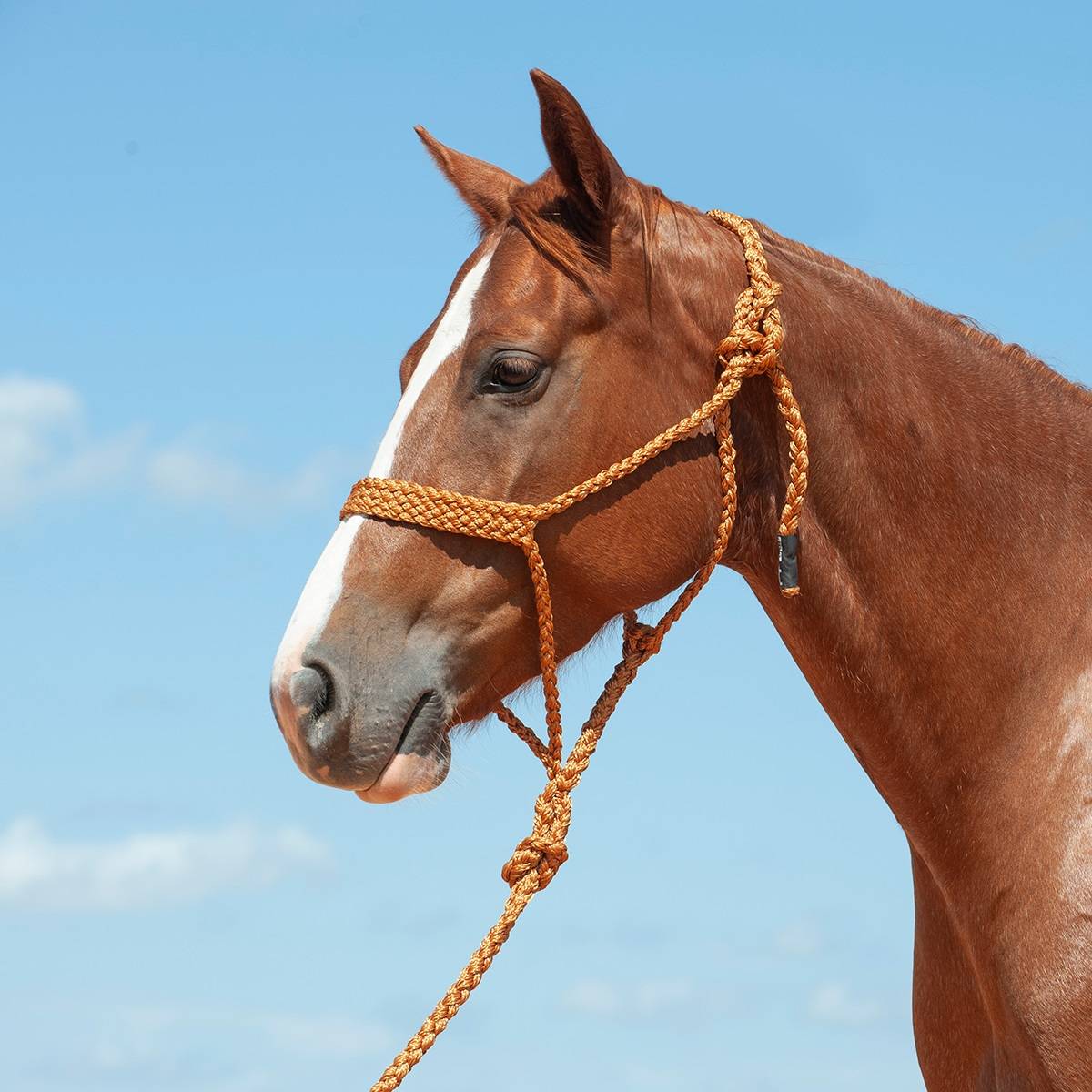 Cashel Flat Braid Halter with 9 Ft Lead