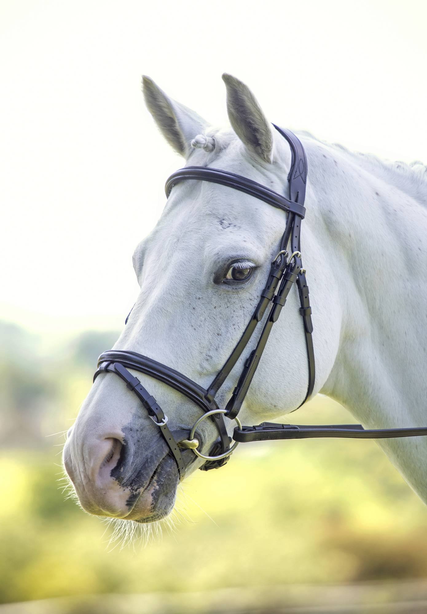 Shires Velociti Padded Raised Flash Bridle