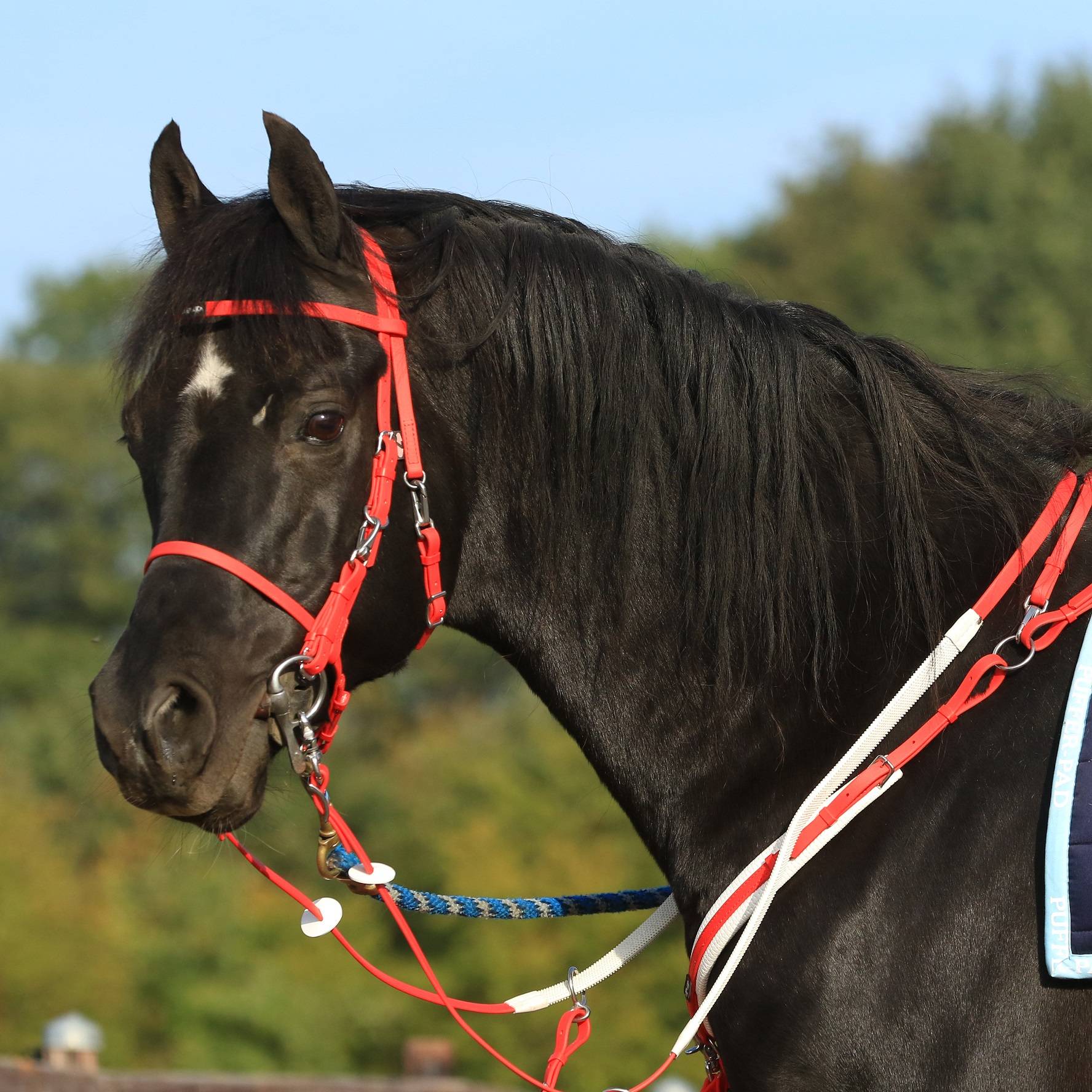 Zilco Ultra Lightweight Endurance Bridle