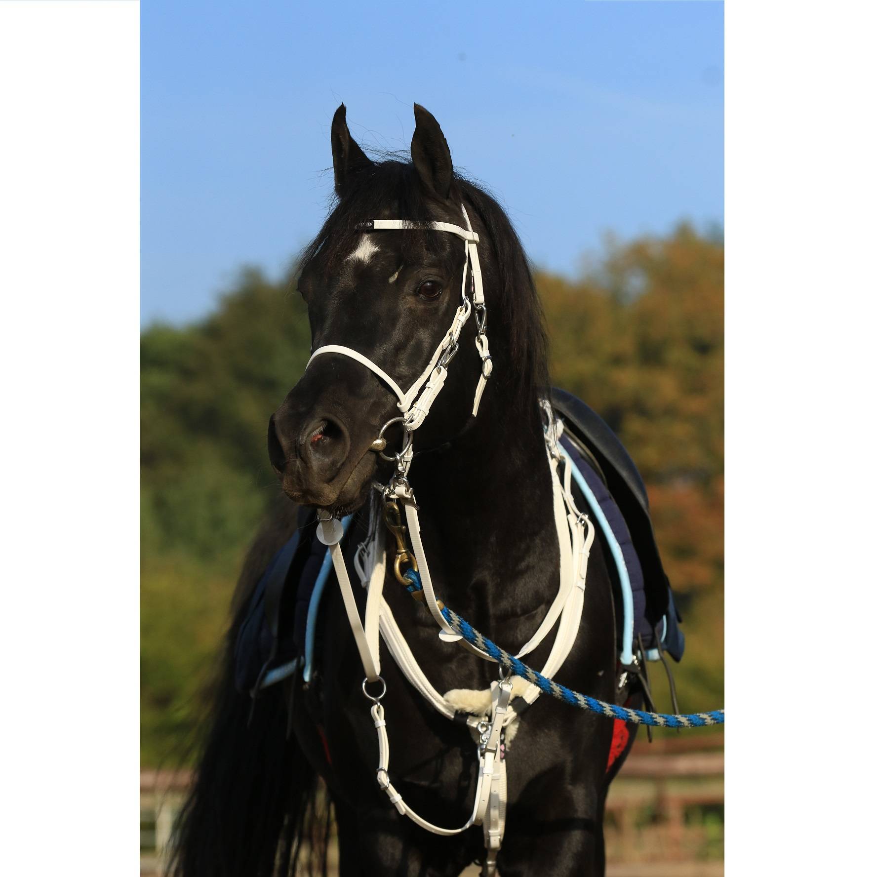 97-5007AF-WHWH Zilco Ultra Lightweight Endurance Bridle sku 97-5007AF-WHWH