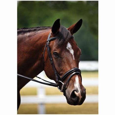 Show Bridle with Comfort Crown