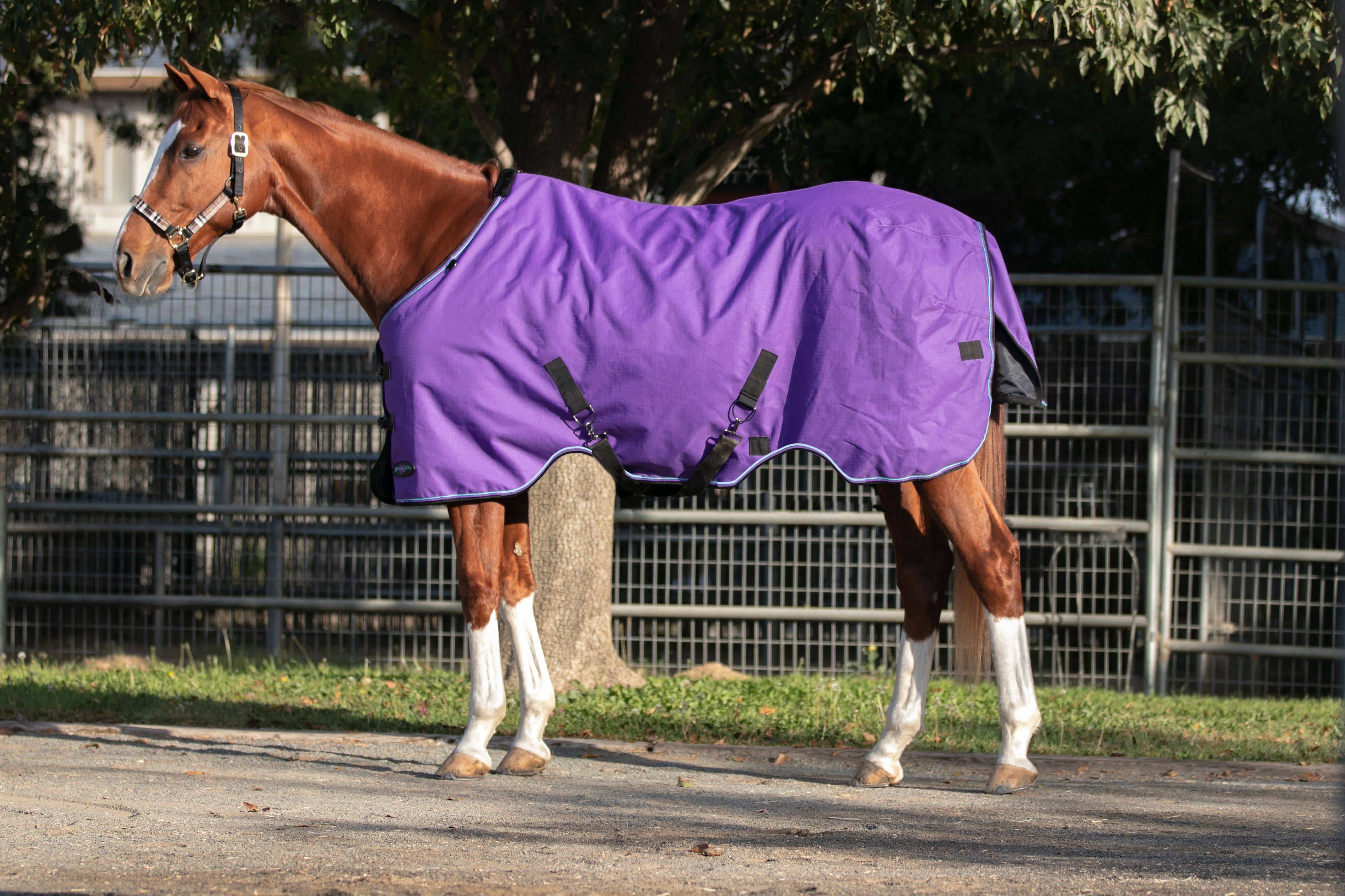 Kensington Signature Pony Heavy Weight Turnout Blanket