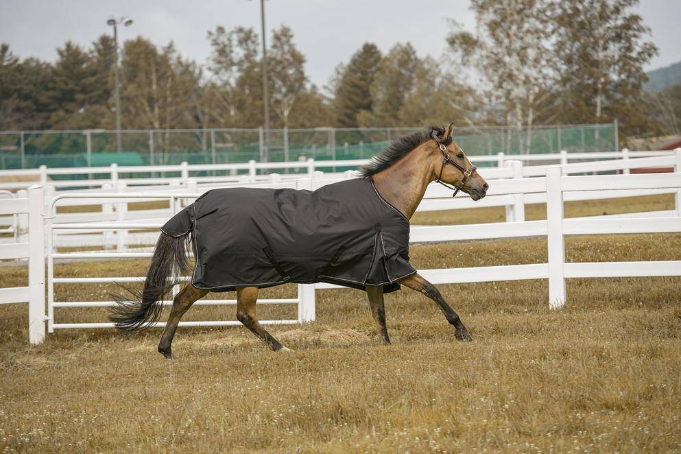 TuffRider 1200D Comfy Winter Medium Weight Turnout Blanket Standard Neck 200 grams