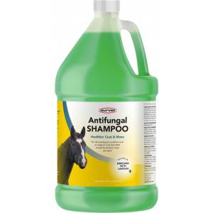 Durvet Antifungal Equine Shampoo