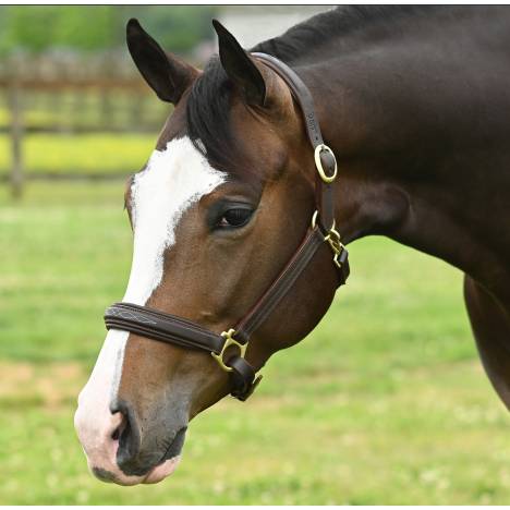 MEMORIAL DAY BOGO: OEQ Fancy Stitched Square Raised Halter - YOUR PRICE FOR 2