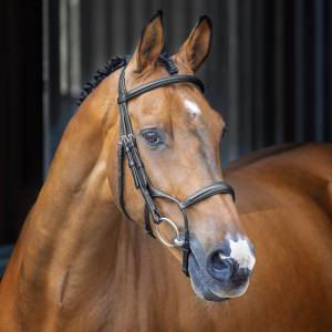 Shires Velociti Lusso Rolled Padded Cavesson Bridle