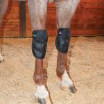 Classic Equine MagNTX Knee Wrap