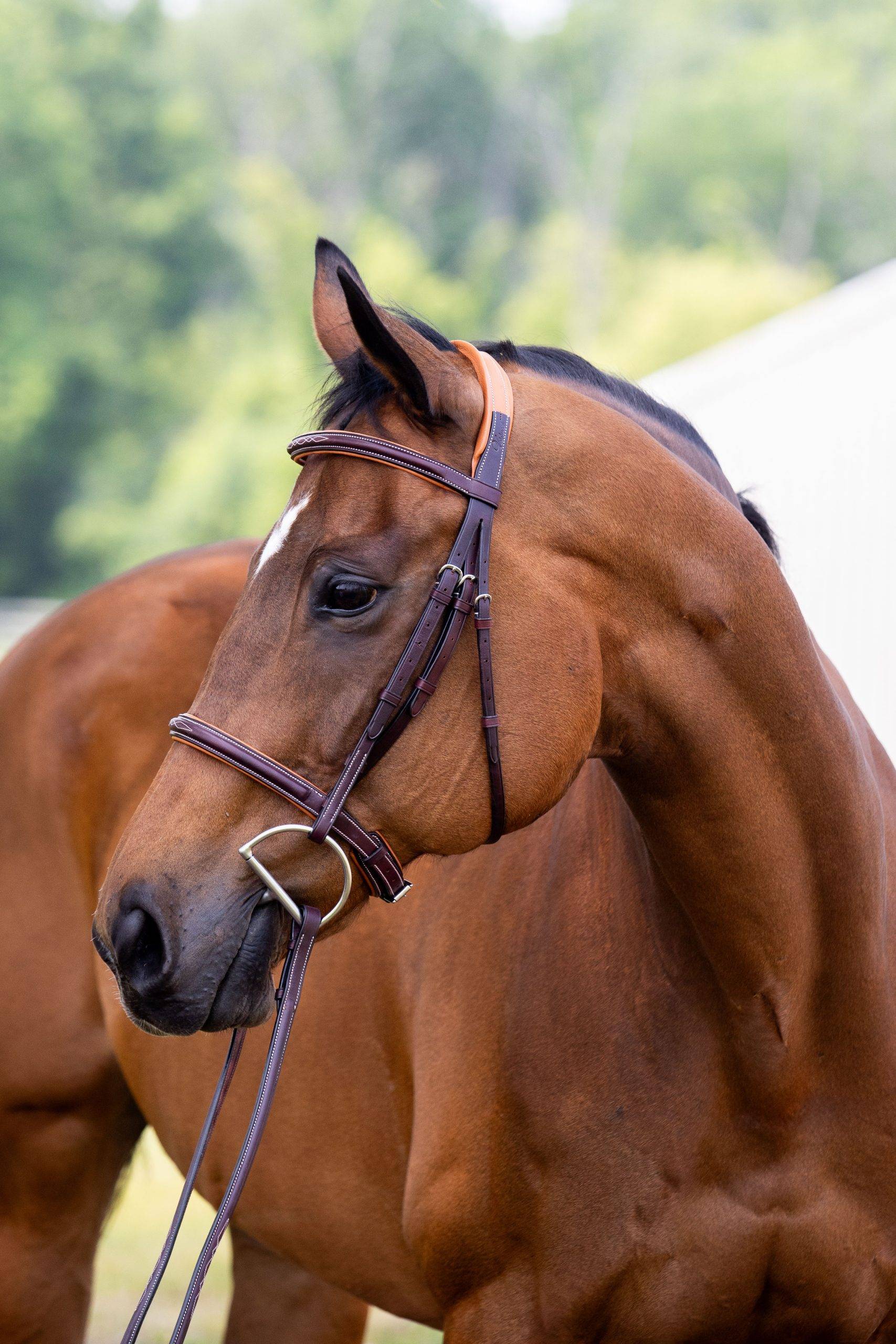 Vespucci Fancy Raised Hunter Bridle