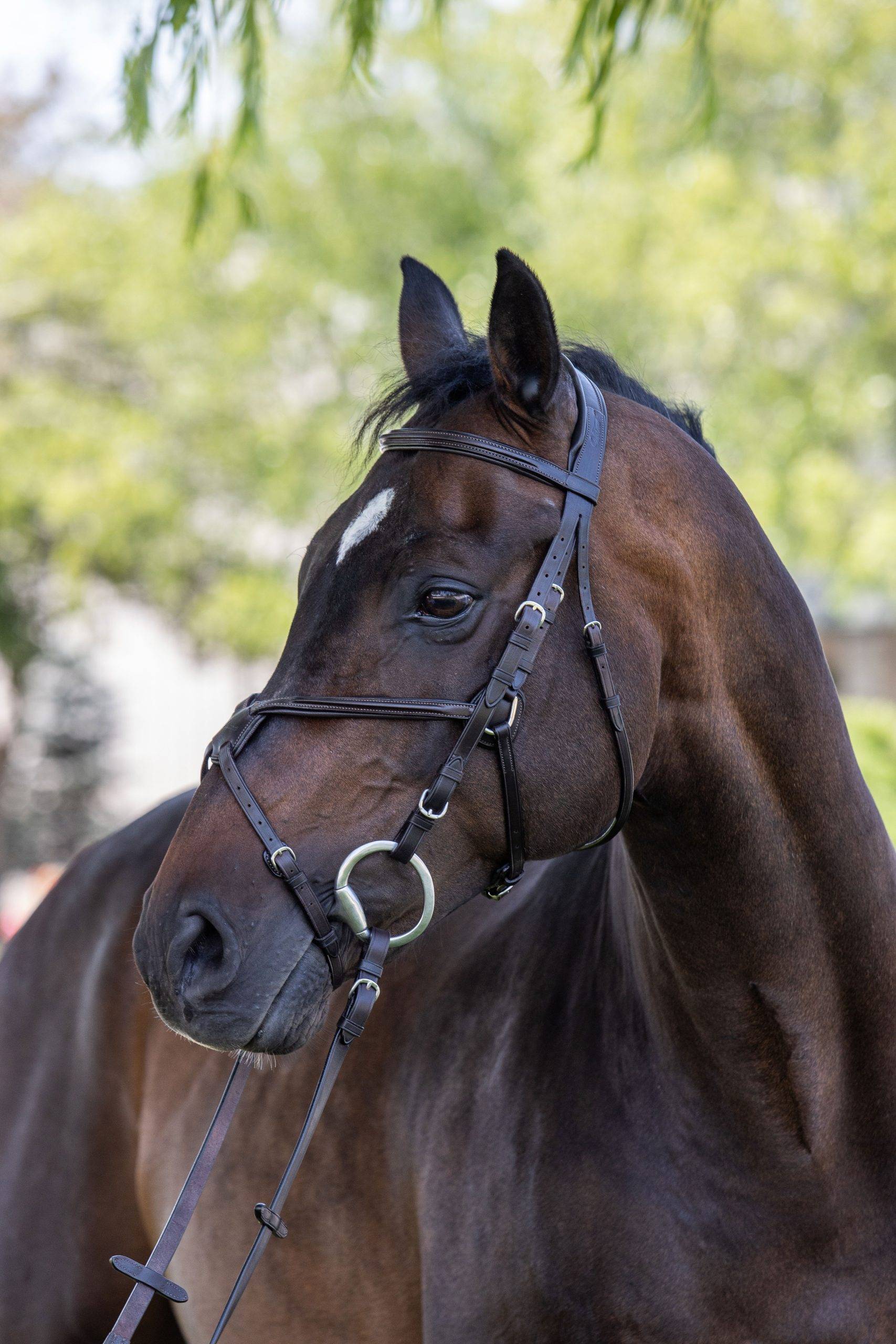 Vespucci Square Raised Figure-8 Bridle