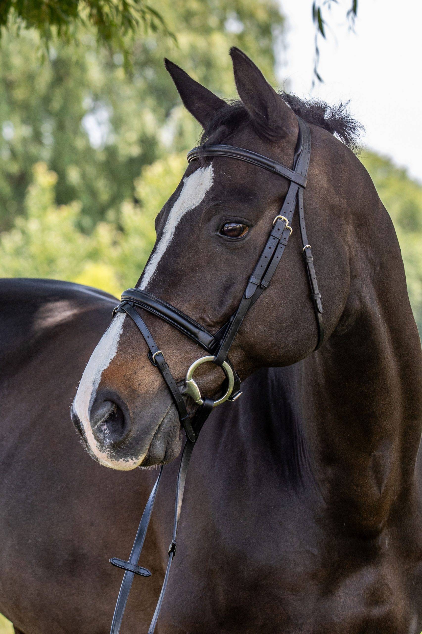 Vespucci Plain Raised Dressage Bridle