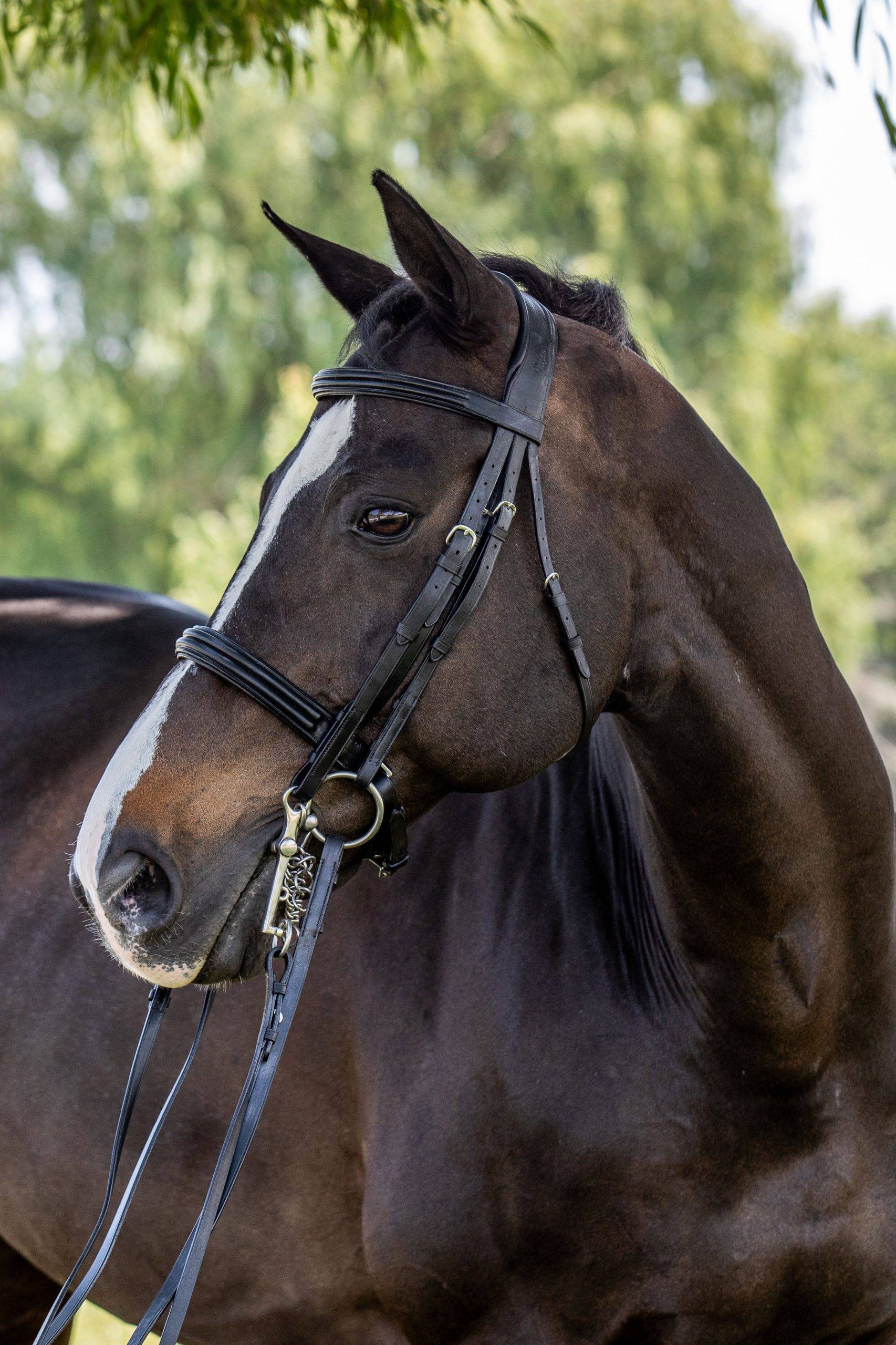 Vespucci Double Raised Weymouth Bridle