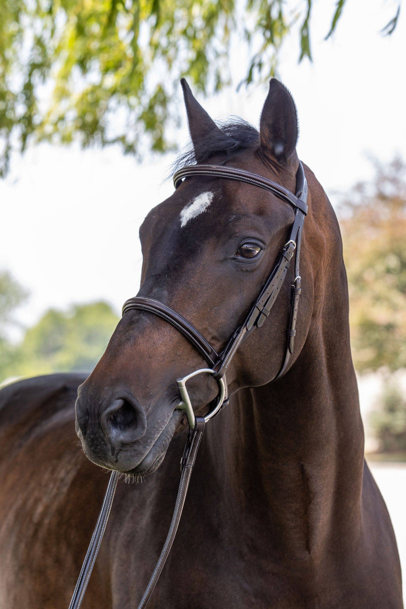 Vespucci Plain Raised Hunter Bridle