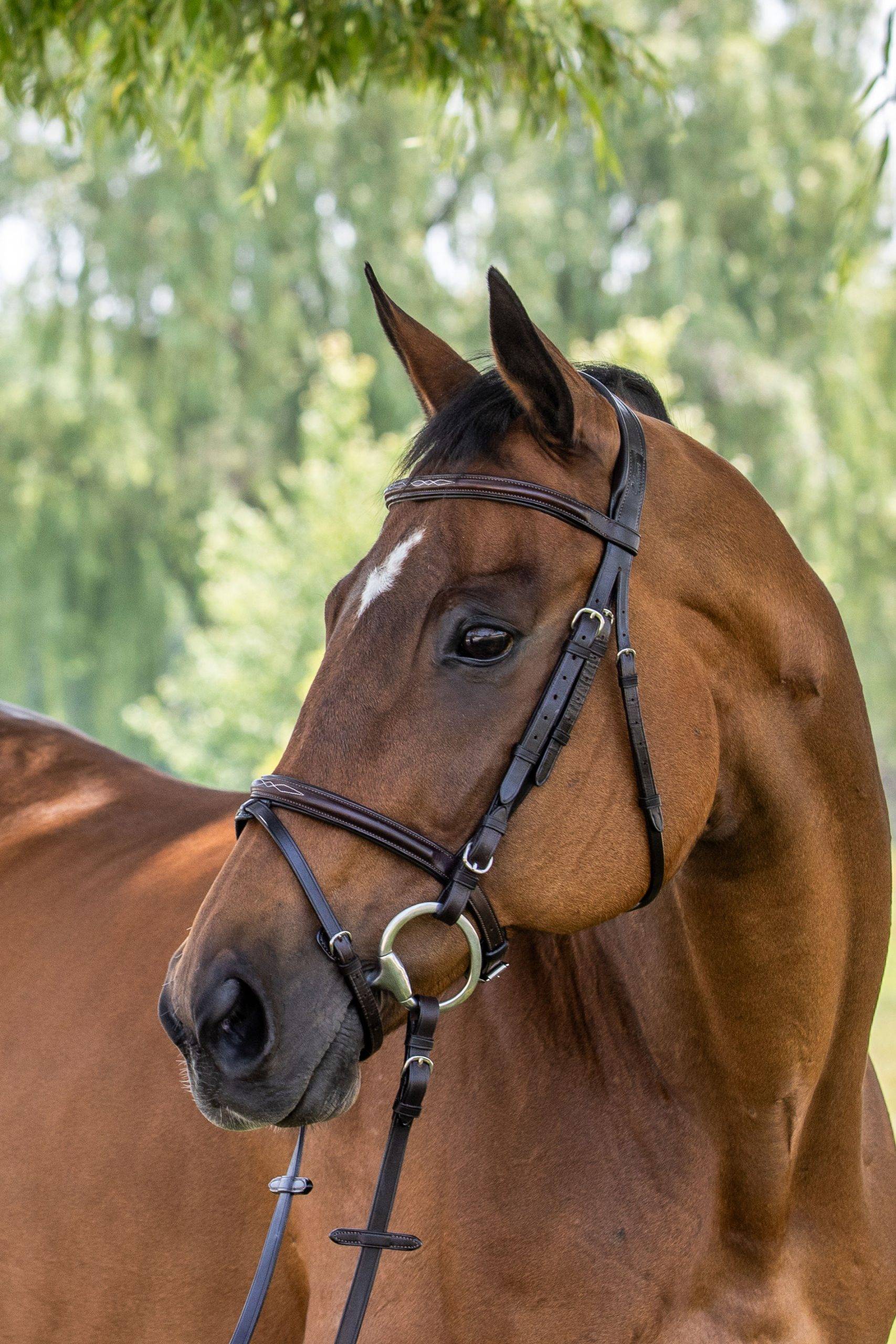 Vespucci Fancy Raised Jump Bridle