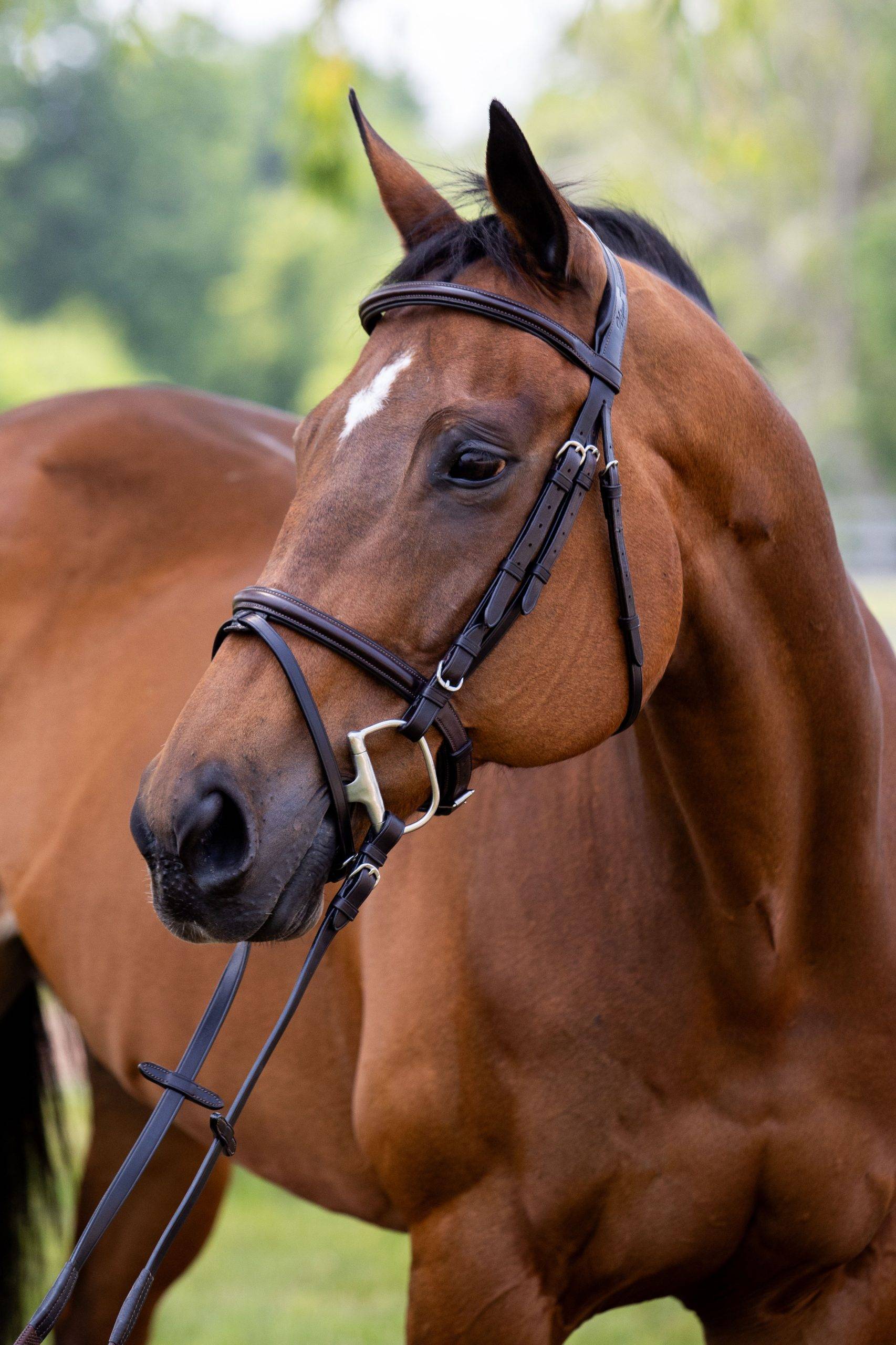 Vespucci Plain Raised Jump Bridle