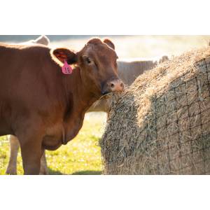 Texas Haynet Livestock Bale Net