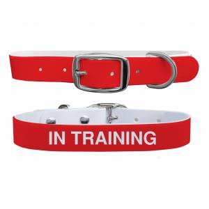 C4 Dog Collar In Training Collar