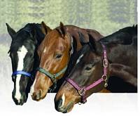 Replacement Breakaway Halter Set