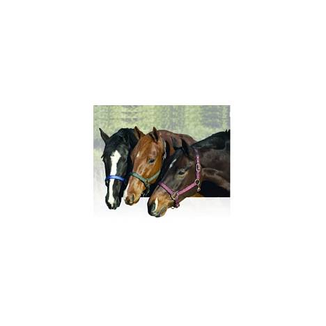 Replacement Breakaway Halter Set