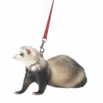 Harness And Lead Set For Ferrets