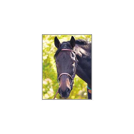 Henri de Rivel Advantage Fancy Raised Snaffle Bridle With Laced Reins