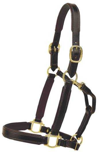 Tory Leather Padded Halter Brass- Horse Halters