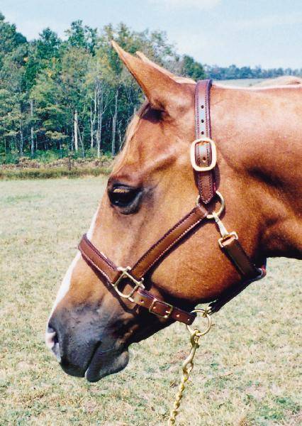Tory Leather 1" Halter - Crown Buckle & Brass Hardware