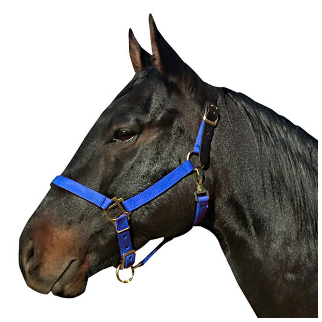 Econo Breakaway Crown Halter with Snap Average Roy