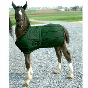 Snuggie Foal Blanket