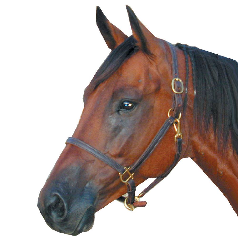 H302F Deluxe Leather 3/4 Track Halter sku H302F