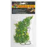 Plant Bolivian Croton