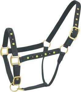 Abetta Nylon Halter with Color Studs