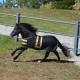 Ozark Mini/Pony Roustabout Blanket